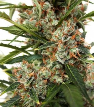 Auto_Orange.jpg Auto_Orange.jpg