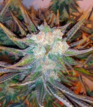 Master_Kush.jpg Master_Kush.jpg