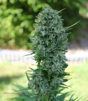 AK_49_AutoFem.jpg AK_49_AutoFem.jpg