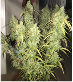 1594908690479.png 1594908690479.png