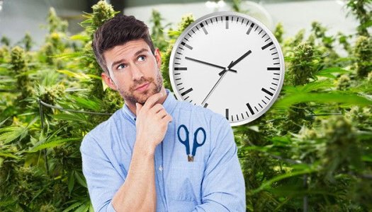 Выбор конопли для новичка Выбор конопли для новичка