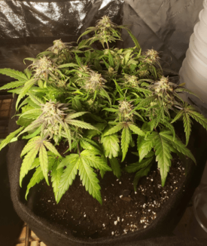 1596286991501.png 1596286991501.png