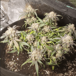 1596287012592.png 1596287012592.png