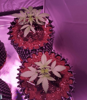 1596358768095.png 1596358768095.png