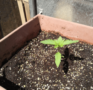 1596390093307.png 1596390093307.png