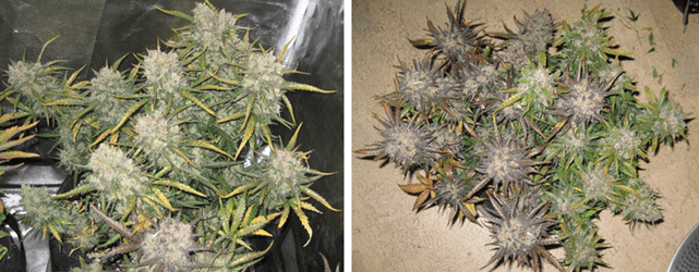 1596487441389.png 1596487441389.png