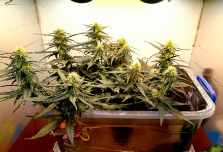 1597586982093.png 1597586982093.png