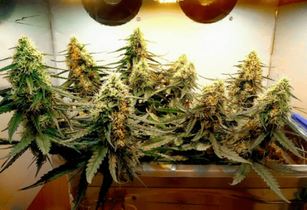 1597586991692.png 1597586991692.png