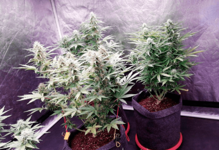 1597762329586.png 1597762329586.png