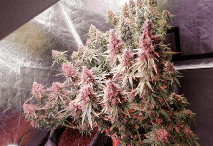 1597762338816.png 1597762338816.png