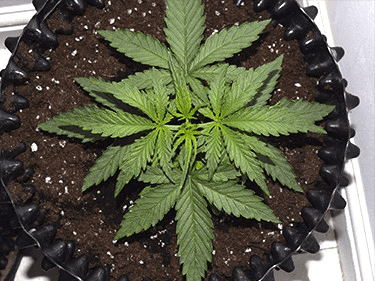 1597858209268.png 1597858209268.png