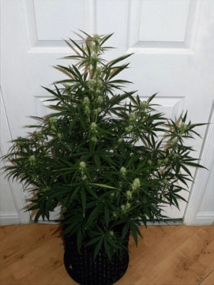 1597858245060.png 1597858245060.png