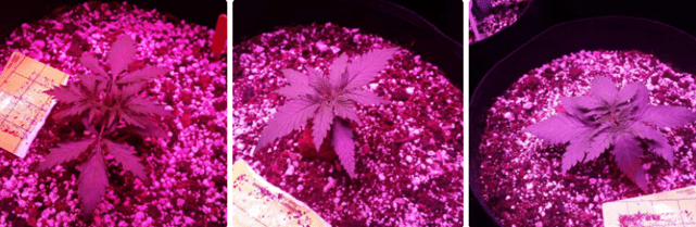 1598455863189.png 1598455863189.png