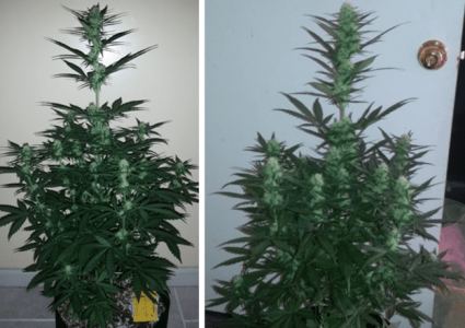 1598455923670.png 1598455923670.png