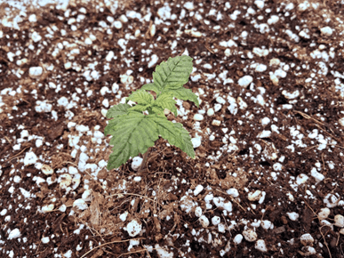 1598717938953.png 1598717938953.png