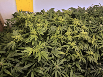 1598717967117.png 1598717967117.png