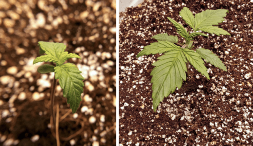 1598993373428.png 1598993373428.png