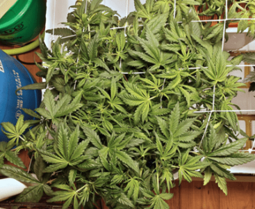 1598993386228.png 1598993386228.png