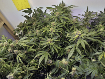 1598993425100.png 1598993425100.png