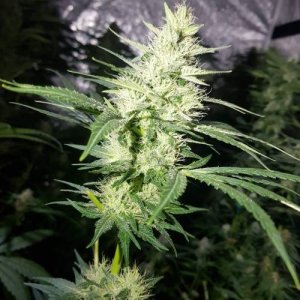 week7.7.jpg week7.7.jpg