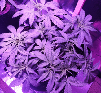 1599387790481.png 1599387790481.png