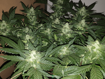 1599387812257.png 1599387812257.png