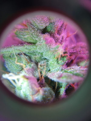 1599387828967.png 1599387828967.png