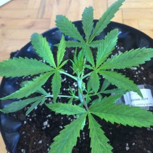 week1.1.jpg week1.1.jpg