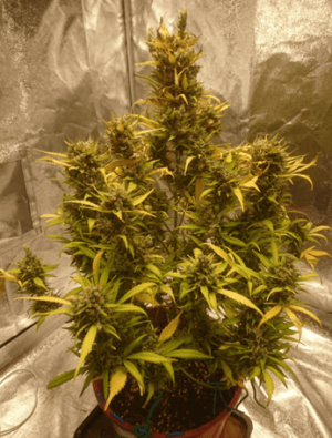 1599839577553.png 1599839577553.png