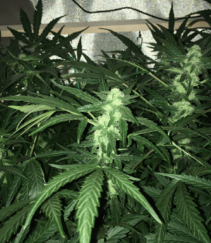 1600688413724.png 1600688413724.png