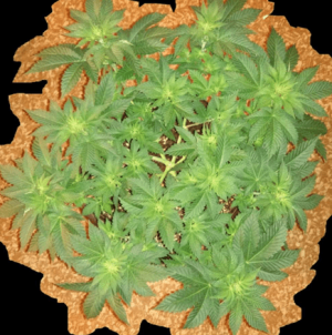 1601379900724.png 1601379900724.png