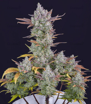 1602055665496.png 1602055665496.png