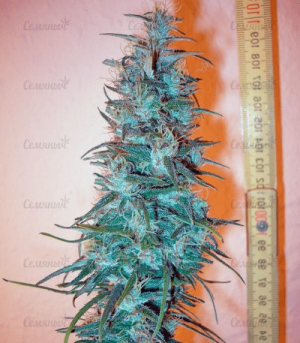 1602259571958.png 1602259571958.png