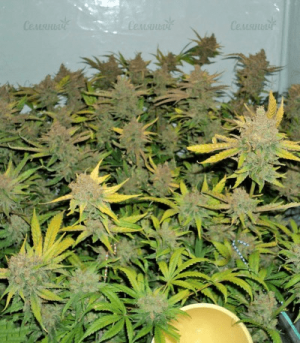 1602259581020.png 1602259581020.png