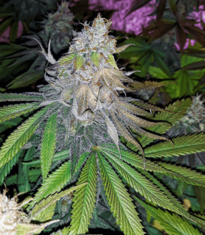 1602333064438.png 1602333064438.png