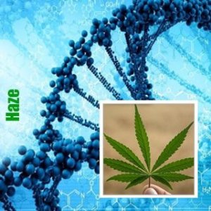 Haze-min.jpg Haze-min.jpg