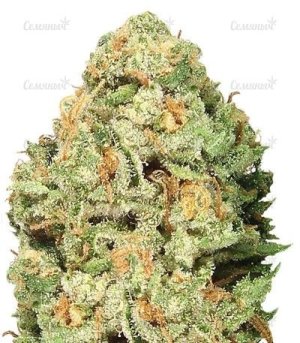 sort_Fruit_Punch.jpg sort_Fruit_Punch.jpg