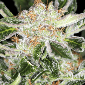 1603887554991.png 1603887554991.png