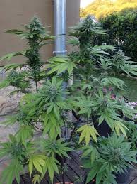 images.jpg images.jpg