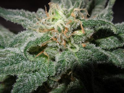 DSC00091.jpg DSC00091.jpg