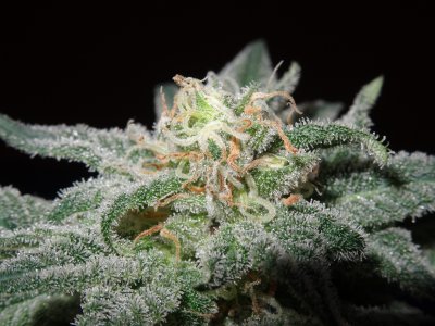 DSC00096.jpg DSC00096.jpg