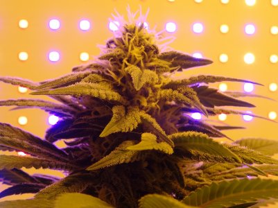 DSC00053.jpg DSC00053.jpg