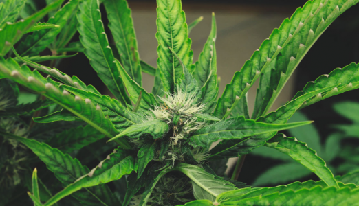 1647687004739.png 1647687004739.png