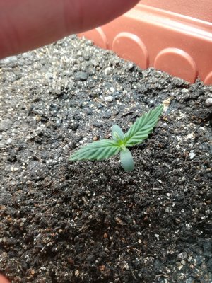 IMG_20220319_185751_207.jpg IMG_20220319_185751_207.jpg