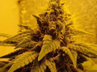 DSC00116.jpg DSC00116.jpg