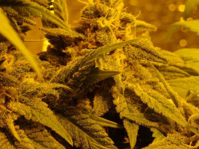 DSC00118.jpg DSC00118.jpg