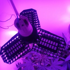 IMG_22032022_125721_(500_x_500_пиксель).jpg IMG_22032022_125721_(500_x_500_пиксель).jpg