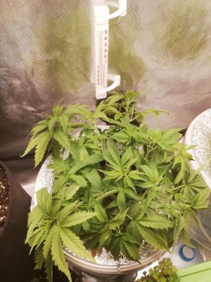 IMG_20220322_115941.JPEG IMG_20220322_115941.JPEG