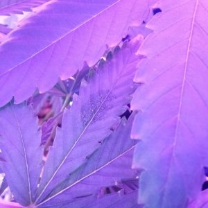 IMG_23032022_004820_(500_x_500_пиксель).jpg IMG_23032022_004820_(500_x_500_пиксель).jpg