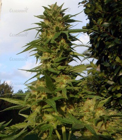 Devil_Fruit_kust_konopli__SIjhk8VRjR7bkzVl.jpg Devil_Fruit_kust_konopli__SIjhk8VRjR7bkzVl.jpg